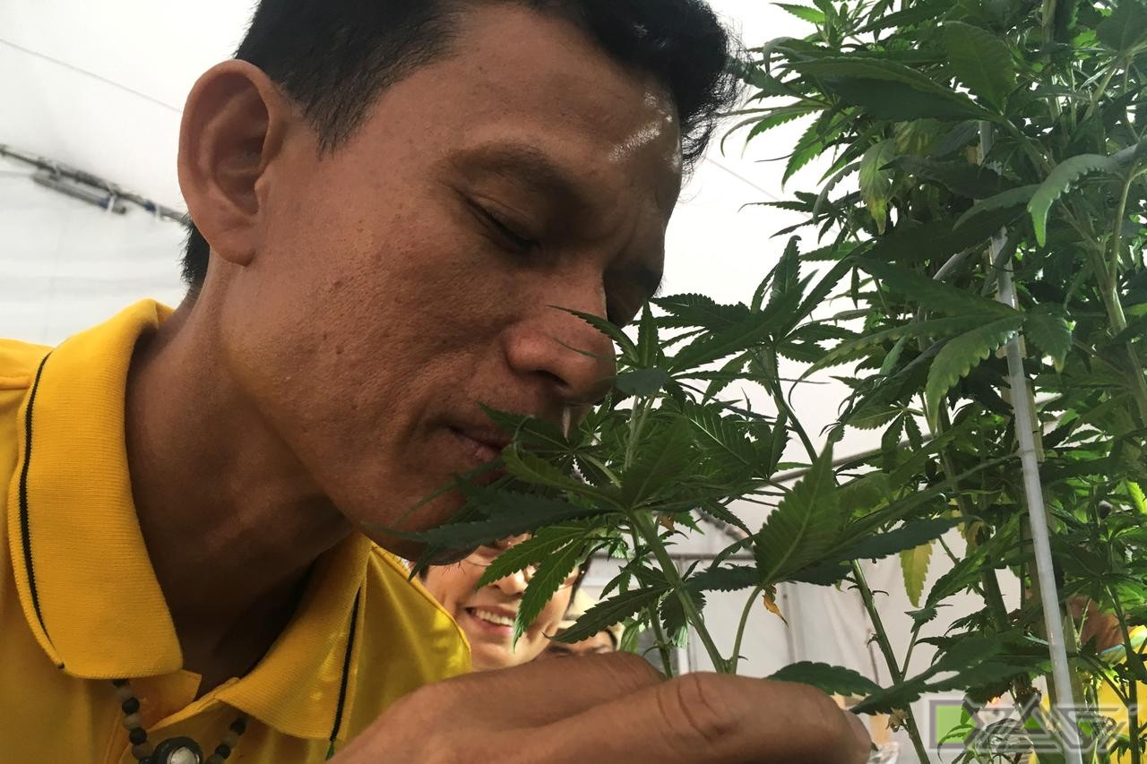 в тайланде купить марихуану